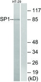 Anti-SP1 antibody produced in rabbit affinity isolated antibody