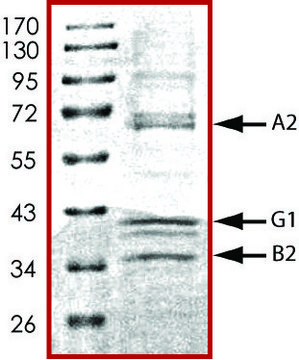 AMPK (&#945;2/&#946;2/&#947;1), active, His tagged human PRECISIO&#174; Kinase, recombinant, expressed in baculovirus infected Sf9 cells, &#8805;70% (SDS-PAGE), buffered aqueous glycerol solution