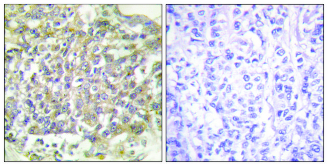 Anti-SHC antibody produced in rabbit affinity isolated antibody