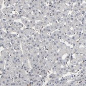 Anti-AHNAK2 antibody produced in rabbit Prestige Antibodies&#174; Powered by Atlas Antibodies, affinity isolated antibody, buffered aqueous glycerol solution