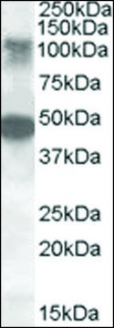 Anti-STK11IP antibody produced in goat affinity isolated antibody, buffered aqueous solution