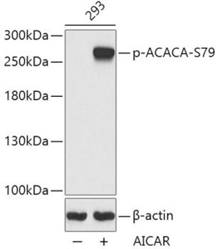 Anti-Phospho-ACACA-S79 antibody produced in rabbit