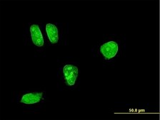 Monoclonal Anti-MAP2K7, (N-terminal) antibody produced in mouse clone 2G5, purified immunoglobulin, buffered aqueous solution