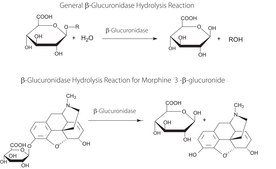 &#946;-Glucuronidase from abalone aqueous solution, &#946;-glucuronidase &#8805;100,000&#160;units/mL