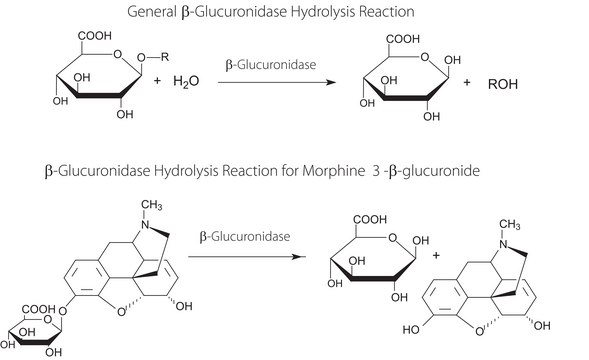 &#946;-Glucuronidase from Helix pomatia Type H-3, aqueous solution, &#8805;90,000&#160;units/mL