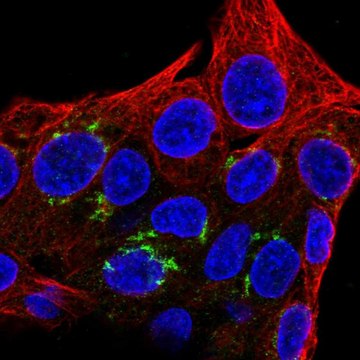 Anti-FAM8A1 antibody produced in rabbit Prestige Antibodies&#174; Powered by Atlas Antibodies, affinity isolated antibody