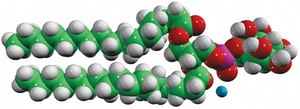 18:0 PI 1,2-distearoyl-sn-glycero-3-phosphoinositol (ammonium salt), powder