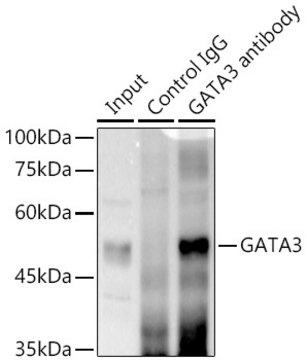 Anti-GATA3 Antibody, clone 6V3Z4, Rabbit Monoclonal