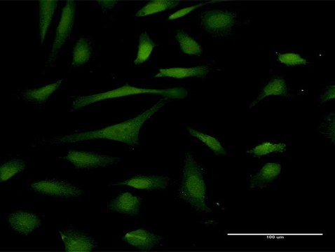 Anti-PIN4 antibody produced in rabbit purified immunoglobulin, buffered aqueous solution