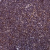 Anti-TCF20 antibody produced in rabbit Prestige Antibodies&#174; Powered by Atlas Antibodies, affinity isolated antibody, buffered aqueous glycerol solution