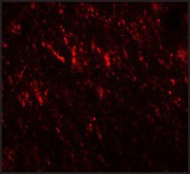 Anti-PRICKLE2 antibody produced in rabbit affinity isolated antibody
