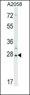 Anti-RIG-I (center) antibody produced in rabbit saturated ammonium sulfate (SAS) precipitated, buffered aqueous solution
