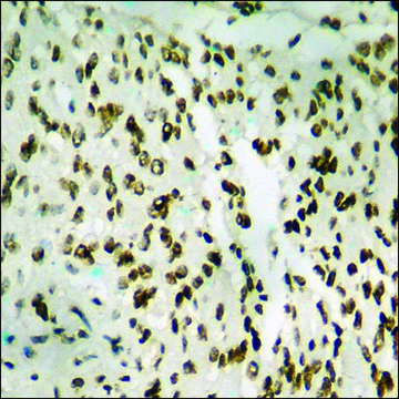 Anti-phospho-IkappaB-&#945; (pTyr42) antibody produced in rabbit affinity isolated antibody
