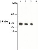 Anti-dimethyl, phospho-Histone H1.4 (diMe-Lys26. pSer27) antibody produced in rabbit ~1.5&#160;mg/mL, affinity isolated antibody, buffered aqueous solution