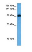 Anti-MYOCD antibody produced in rabbit affinity isolated antibody