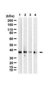 Anti-PAFAH/PLA2G7 Antibody, clone 1E9 ZooMAb&#174; Rabbit Monoclonal recombinant, expressed in HEK 293 cells