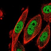 Anti-CDK2AP2 antibody produced in rabbit Prestige Antibodies&#174; Powered by Atlas Antibodies, affinity isolated antibody, buffered aqueous glycerol solution