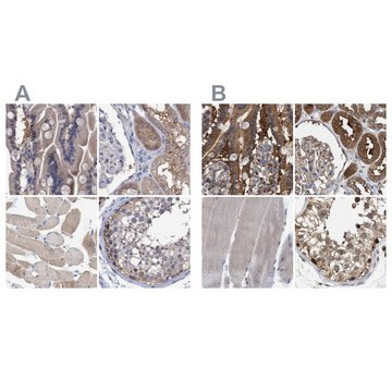 Anti-GLOD4 antibody produced in rabbit Prestige Antibodies&#174; Powered by Atlas Antibodies, affinity isolated antibody, buffered aqueous glycerol solution, Ab3