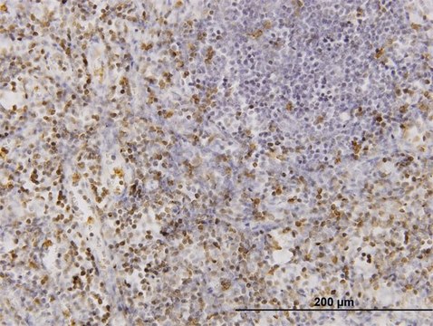 Monoclonal Anti-CD177 antibody produced in mouse clone 4C4, purified immunoglobulin, buffered aqueous solution