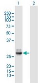 Anti-IL6 antibody produced in mouse IgG fraction of antiserum, buffered aqueous solution