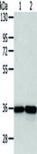 Anti-WDR5 affinity isolated antibody