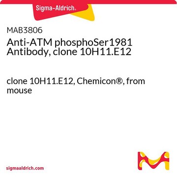 Anti-ATM phosphoSer1981 Antibody, clone 10H11.E12 clone 10H11.E12, Chemicon&#174;, from mouse