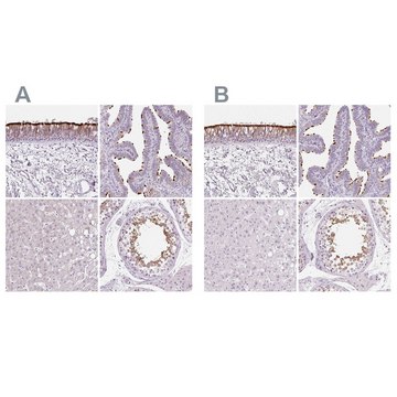 Anti-ROPN1L antibody produced in rabbit Prestige Antibodies&#174; Powered by Atlas Antibodies, affinity isolated antibody, buffered aqueous glycerol solution