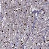 Anti-RBM24 antibody produced in rabbit Prestige Antibodies&#174; Powered by Atlas Antibodies, affinity isolated antibody