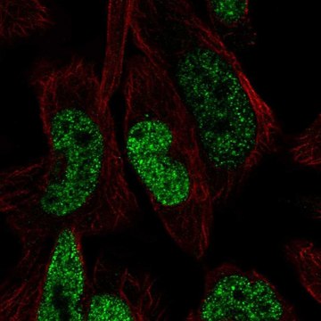 Anti-Fggy Antibody Produced In Rabbit Prestige Antibodies&#174; Powered by Atlas Antibodies, affinity isolated antibody, buffered aqueous glycerol solution