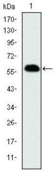 Monoclonal Anti-PHB antibody produced in mouse clone 5H7, ascites fluid