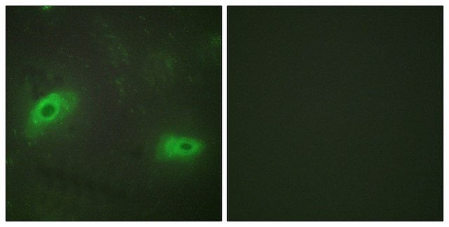 Anti-TNFSF9 antibody produced in rabbit affinity isolated antibody