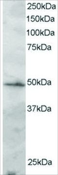 Anti-IRF2 antibody produced in goat affinity isolated antibody, buffered aqueous solution