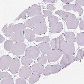 Anti-PRG2 antibody produced in rabbit Prestige Antibodies&#174; Powered by Atlas Antibodies, affinity isolated antibody, buffered aqueous glycerol solution