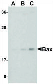 Anti-Bax antibody produced in rabbit IgG fraction of antiserum, buffered aqueous solution