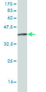 Monoclonal Anti-ITGA8 antibody produced in mouse clone 2G7, purified immunoglobulin, buffered aqueous solution