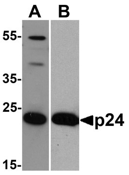 Monoclonal Anti-HIV-1 p24 [8G9] antibody produced in mouse purified antibody (Protein A)