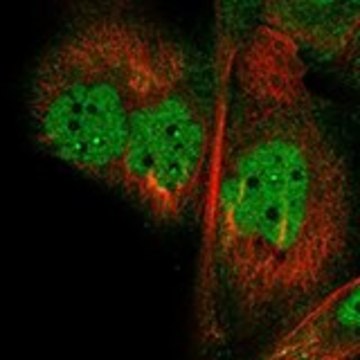 Anti-RANBP9 antibody produced in rabbit Prestige Antibodies&#174; Powered by Atlas Antibodies, affinity isolated antibody, buffered aqueous glycerol solution