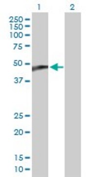 Anti-CYP2C18 antibody produced in mouse purified immunoglobulin, buffered aqueous solution