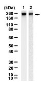Anti-MYH14/Myosin-14 Antibody, clone 2B4 ZooMAb&#174; Rabbit Monoclonal recombinant, expressed in HEK 293 cells