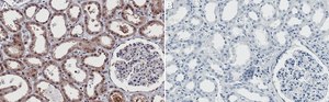 Anti-PHD2/EGLN1 Antibody, clone 1B12 ZooMAb&#174; Rabbit Monoclonal recombinant, expressed in HEK 293 cells