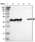 Anti-DNAJB12 antibody produced in rabbit Prestige Antibodies&#174; Powered by Atlas Antibodies, affinity isolated antibody, buffered aqueous glycerol solution