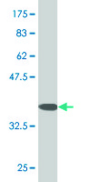 Monoclonal Anti-RHOG, (C-terminal) antibody produced in mouse clone 2E6, purified immunoglobulin, buffered aqueous solution