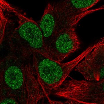 Anti-HTR2B antibody produced in rabbit Prestige Antibodies&#174; Powered by Atlas Antibodies, affinity isolated antibody