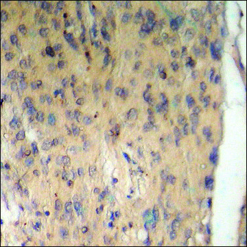 Anti-phospho-BAD (pSer134) antibody produced in rabbit affinity isolated antibody