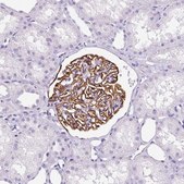 Anti-NPHS2 antibody produced in rabbit Prestige Antibodies&#174; Powered by Atlas Antibodies, affinity isolated antibody, buffered aqueous glycerol solution