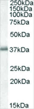 Anti-LAT1 antibody produced in goat affinity isolated antibody, buffered aqueous solution