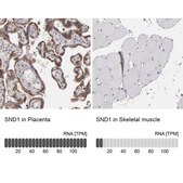 Anti-SND1 antibody produced in rabbit Prestige Antibodies&#174; Powered by Atlas Antibodies, affinity isolated antibody, buffered aqueous glycerol solution