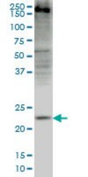 Monoclonal Anti-CRYGD antibody produced in mouse clone 4E12, purified immunoglobulin, buffered aqueous solution