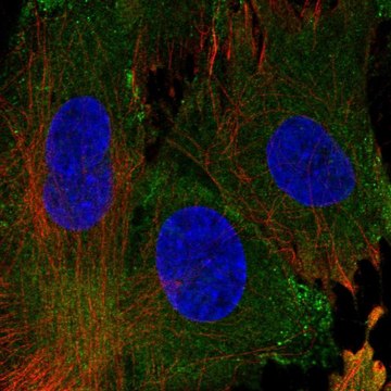 Anti-EHD1 antibody produced in rabbit Prestige Antibodies&#174; Powered by Atlas Antibodies, affinity isolated antibody