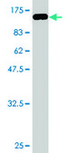 Monoclonal Anti-PRC1 antibody produced in mouse clone 3B10-1F9, purified immunoglobulin, buffered aqueous solution